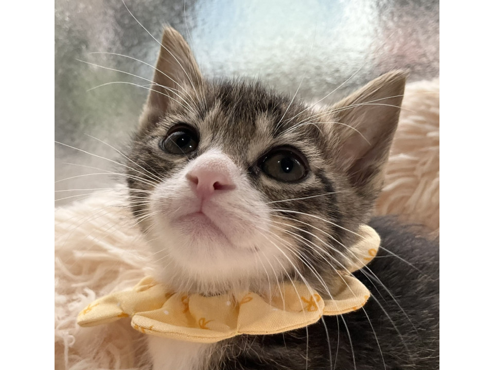 超元気！キジ白イケにゃんのゆっけです♡