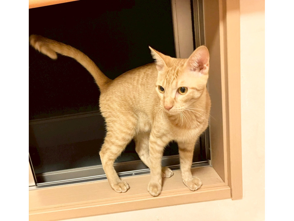 ツンデレ甘えん坊の男の子