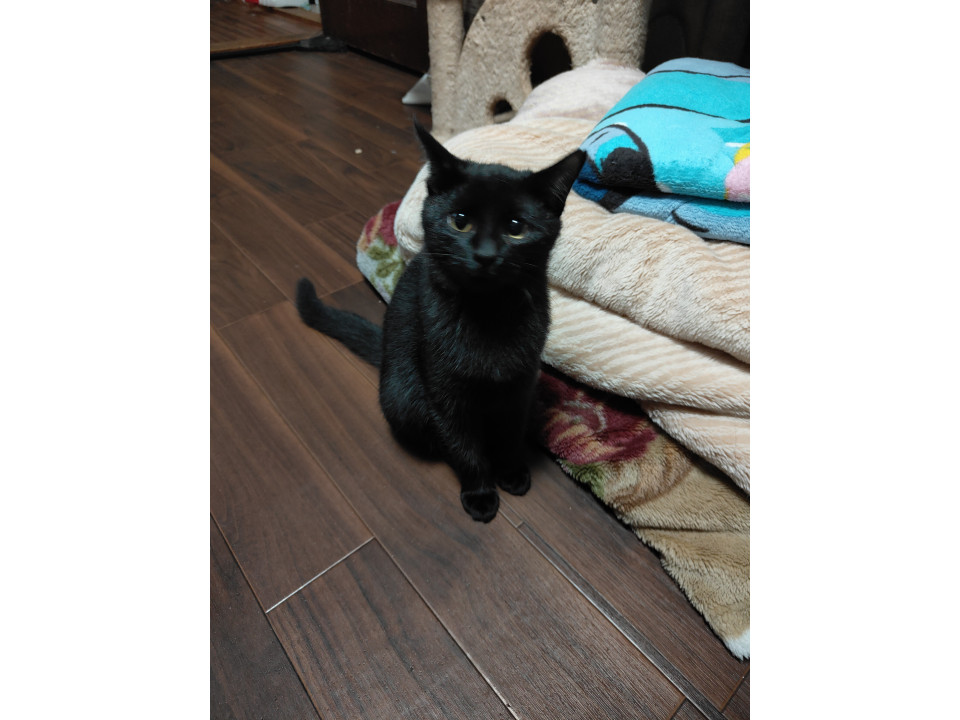 丸顔のくりくりお目々のクロちゃんです