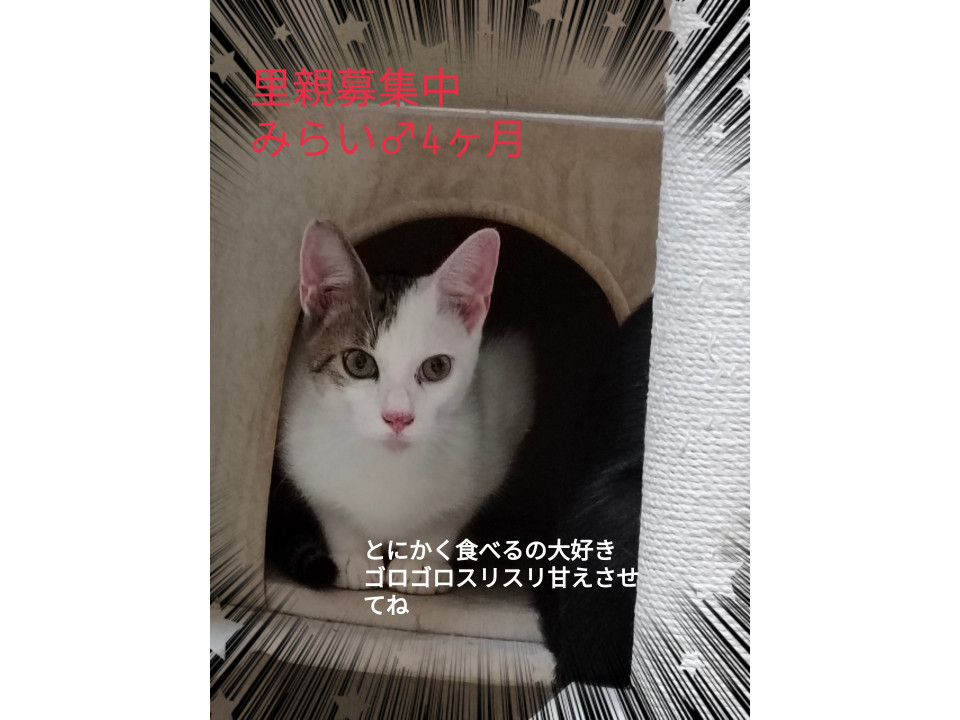 犬かな?おもちゃ拾って持ってこれるよ