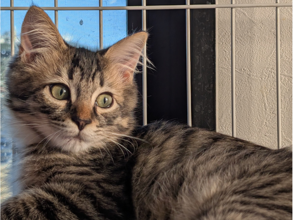 ふわふわ長毛の可愛い男の子です