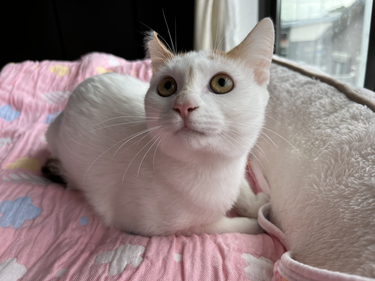 人大好きなももちゃん♡白三毛