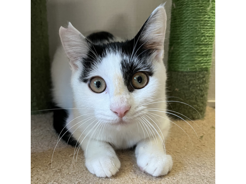 オシャレなドット柄♡白黒4ヶ月