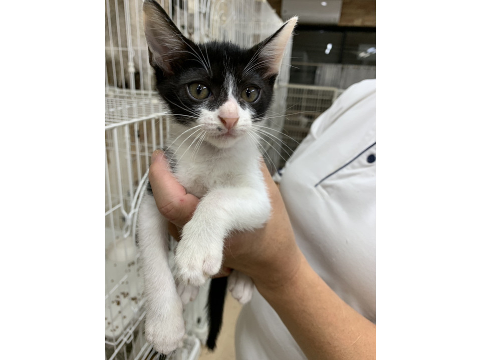 可愛いハチワレくん