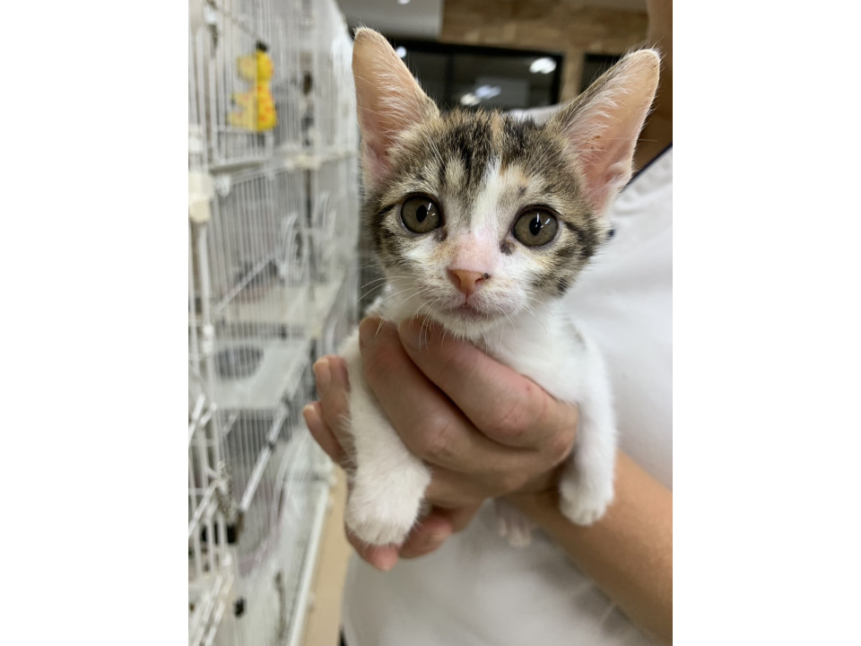 可愛い三毛ちゃん３