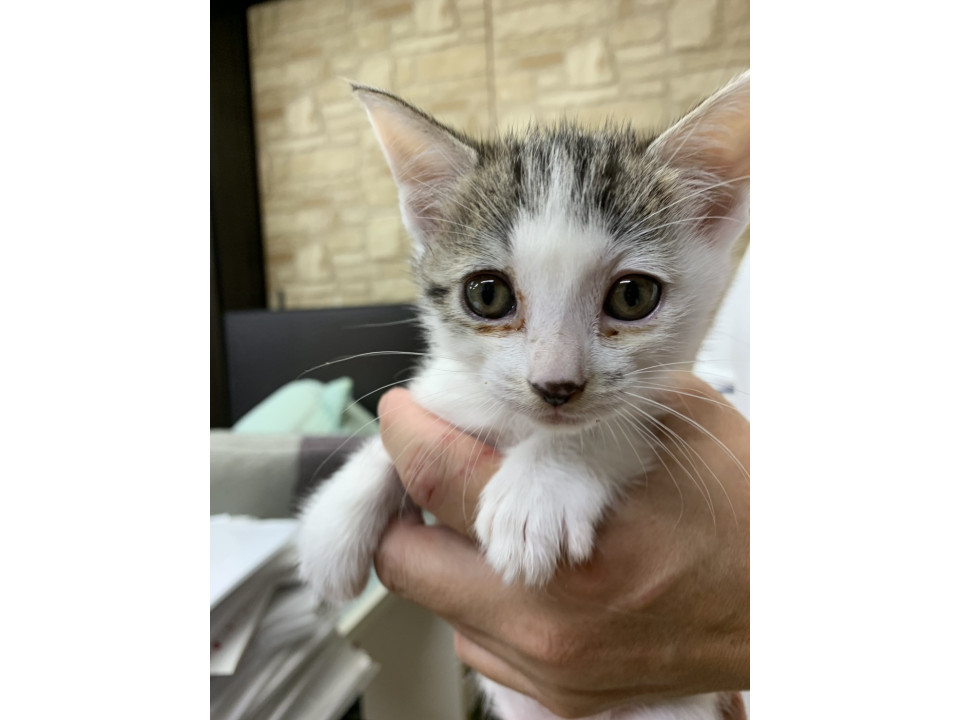 可愛い三毛ちゃん４