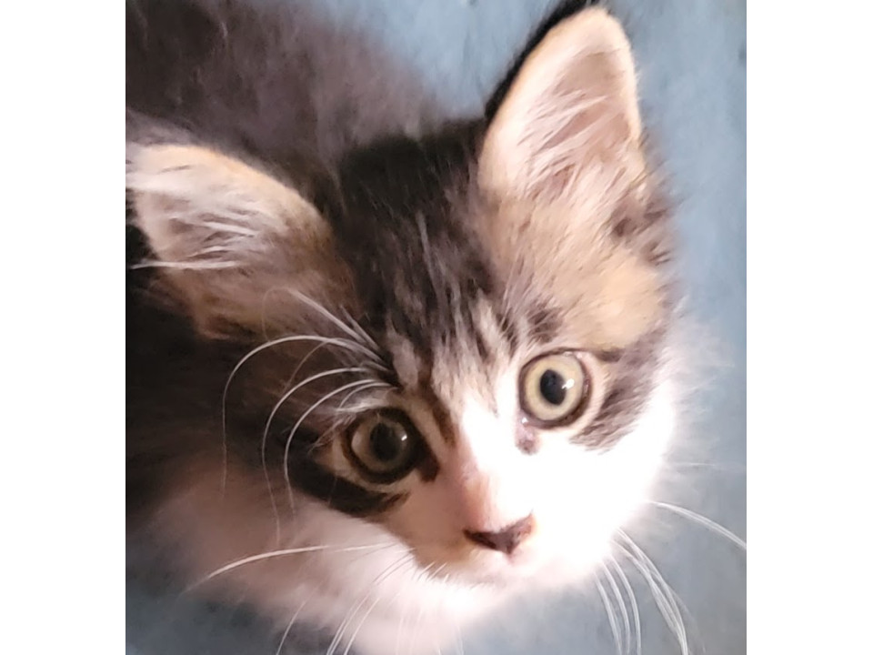 長毛?ふわっふわっまんまるなキジ白