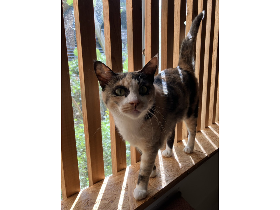 可愛らしい三毛猫 サナちゃん