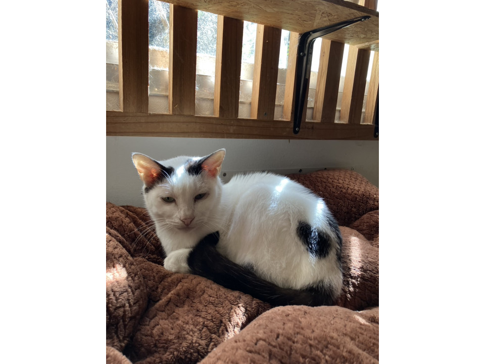 可愛い白多めの テオくん