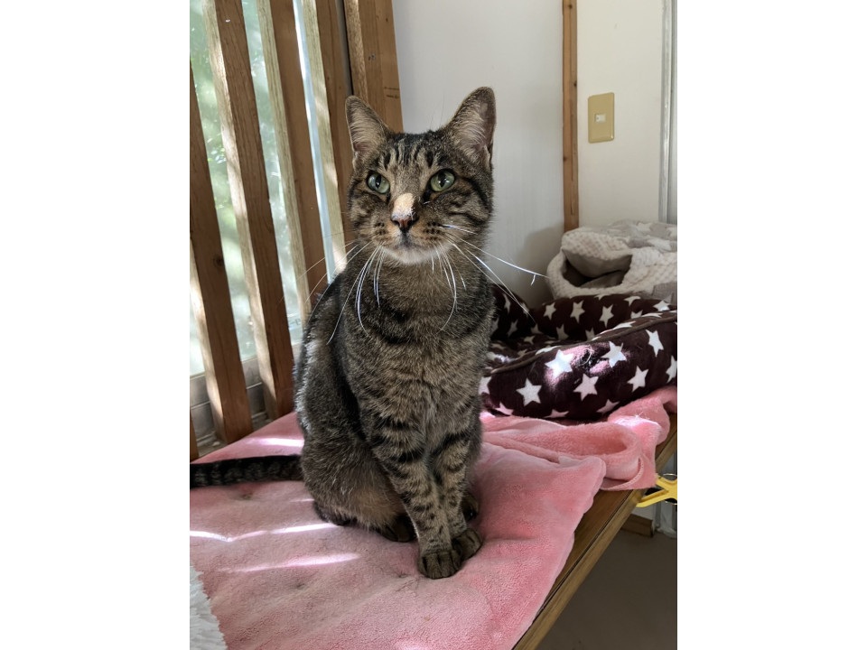 穏やか キジ虎 コウタくん