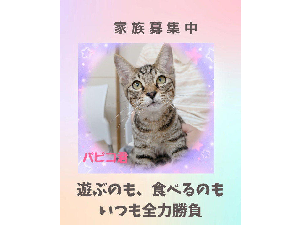いつもご機嫌な薄茶のキジ猫