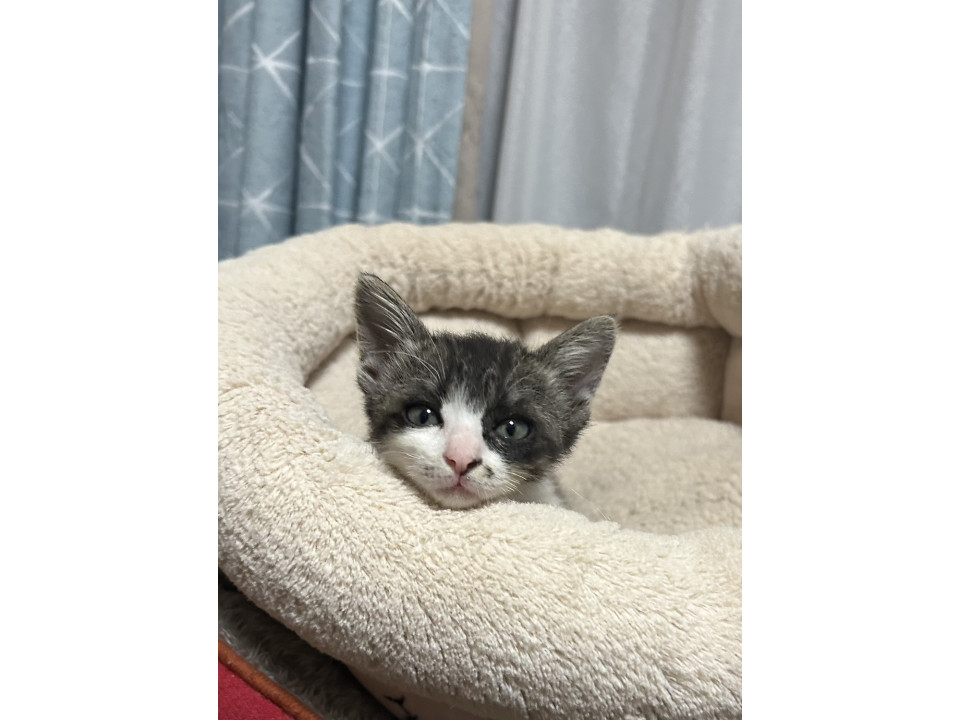 かわいい カンナちゃん