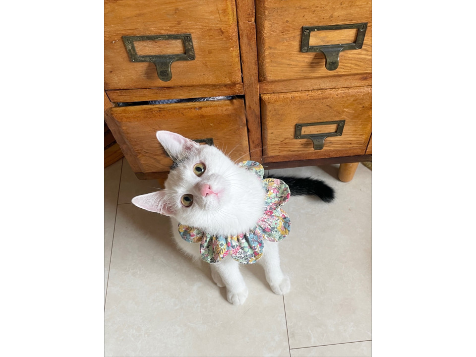 ほぼ白猫の子猫♂