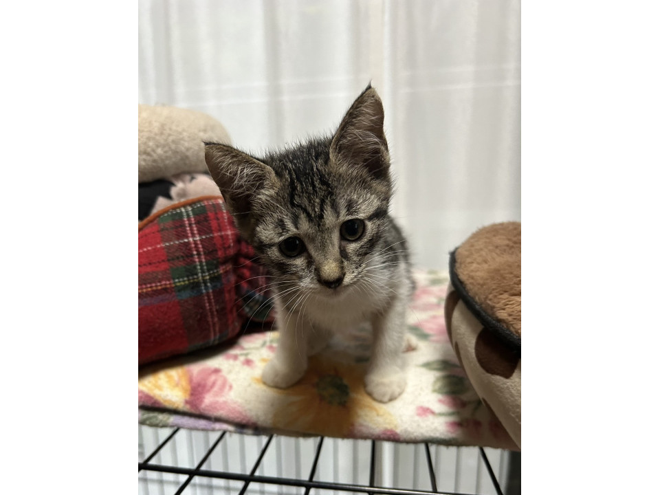 小さな雉白ミルちゃん