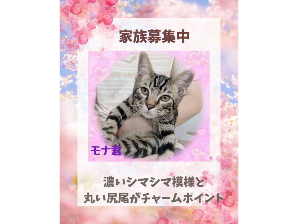 丸い尻尾がかわいい  濃いめのキジ猫