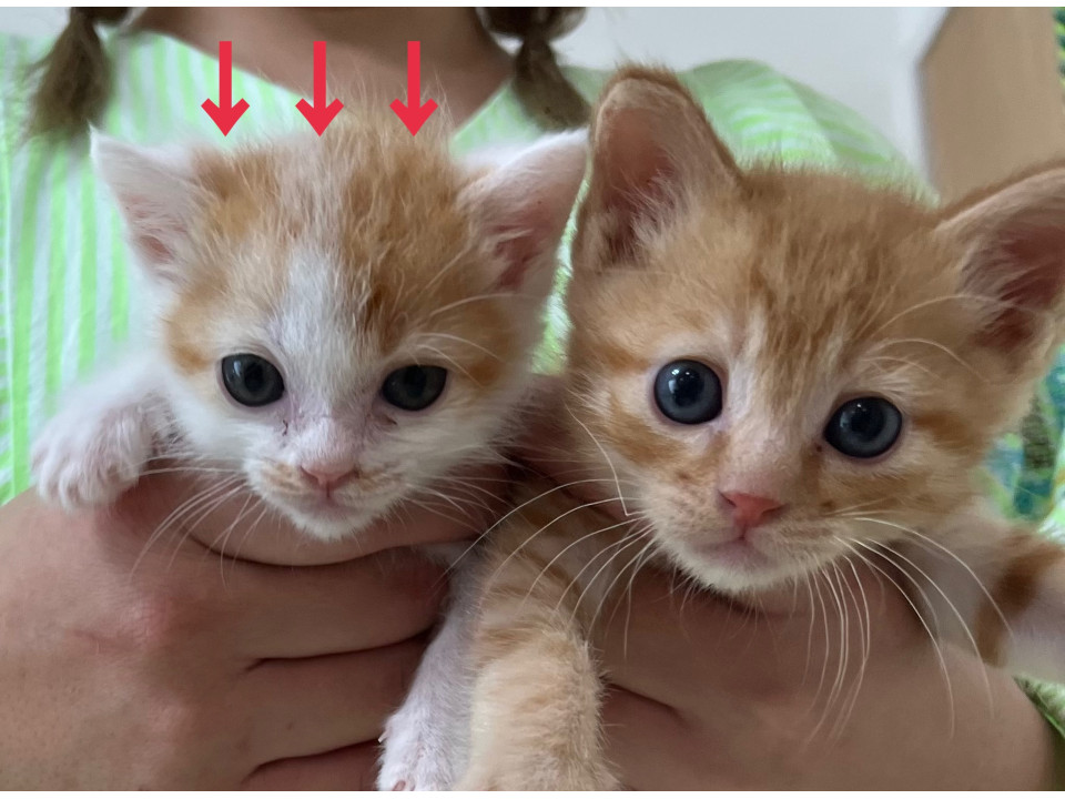 茶白の子猫女の子♩かわいい