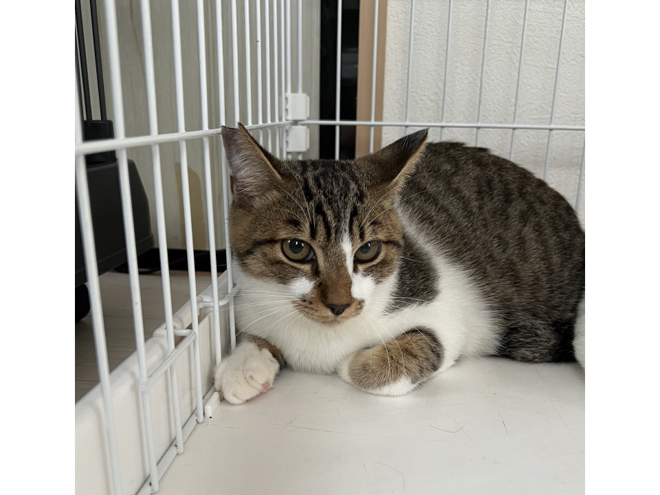 かぶ、人馴れ修行中♩ビビりです