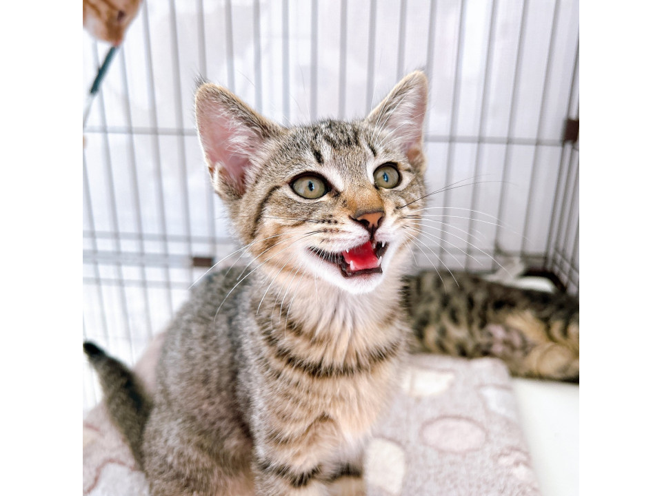 小さな身体の元気っ子 加賀♀