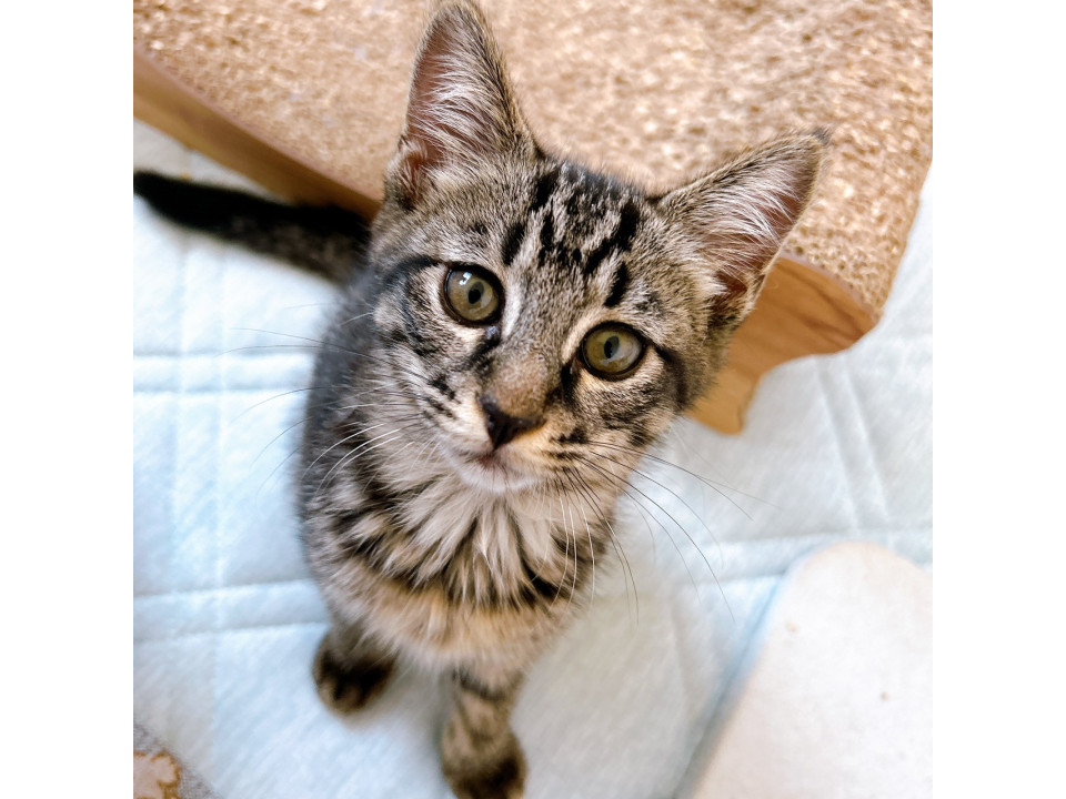 おてんばな黒キジ女子　掖玖（やく）♀