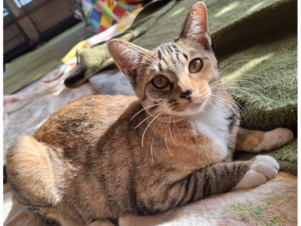 くせ強め♡美女なホワイトソックス