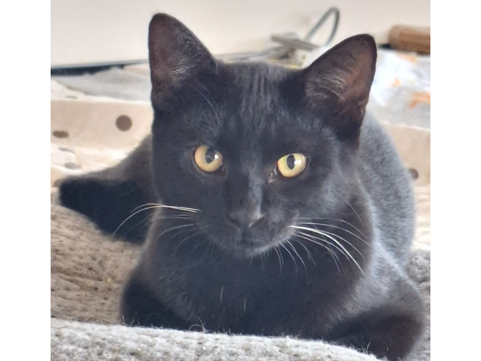 毛並みピカピカ♡のび~~る黒猫