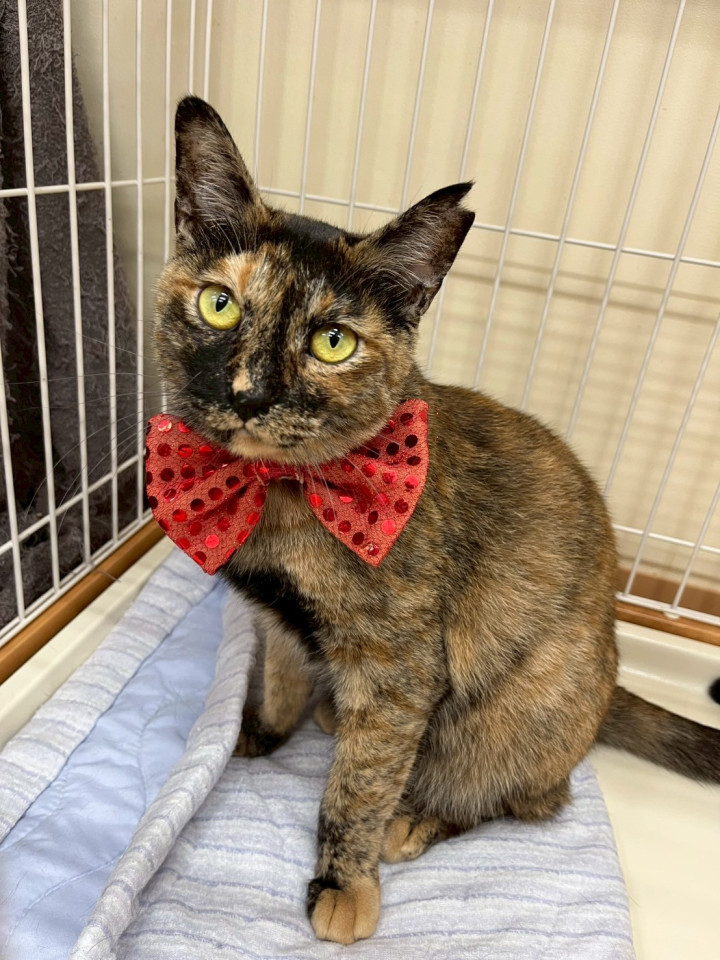 綺麗で賢いサビママ