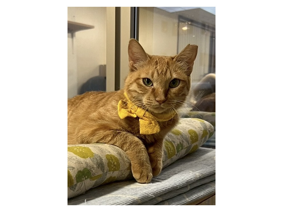 賢く穏やかな茶トラの女の子