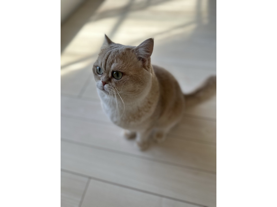 人懐こいブリティッシュショートヘアー