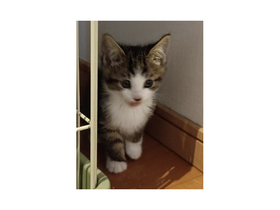 子猫ちゃん達の里親募集