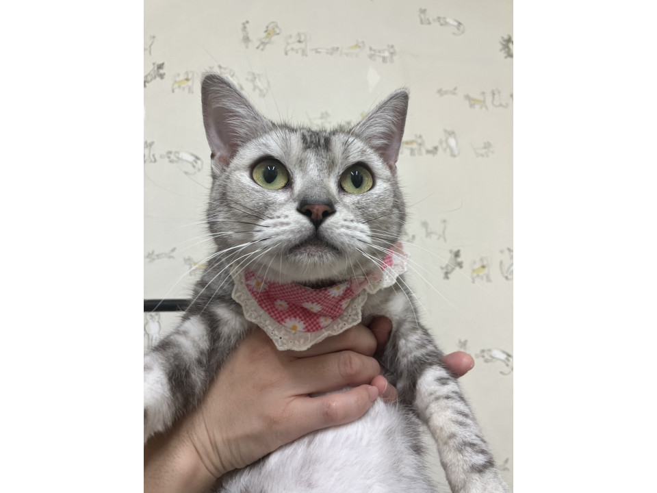 人慣れ抜群 シルバーブラウンのアメショ