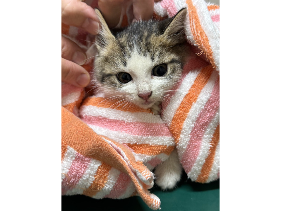 かわいいキジ白ちゃん❣️