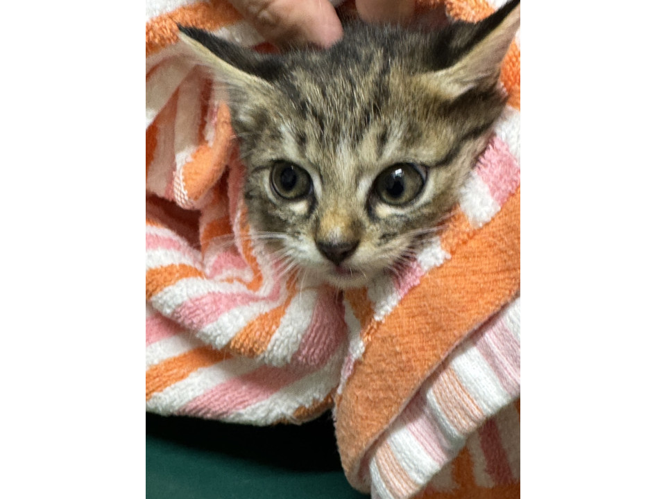 かわいい子猫ちゃん❣️