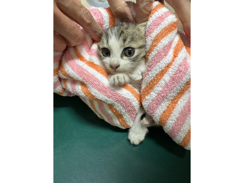 かわいい子猫ちゃん❣️