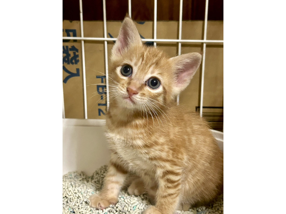 茶トラの男の子