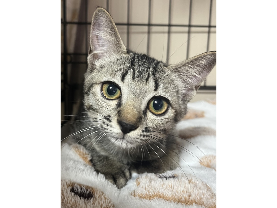 譲渡会参加予定⭐︎動画ありメガネ君