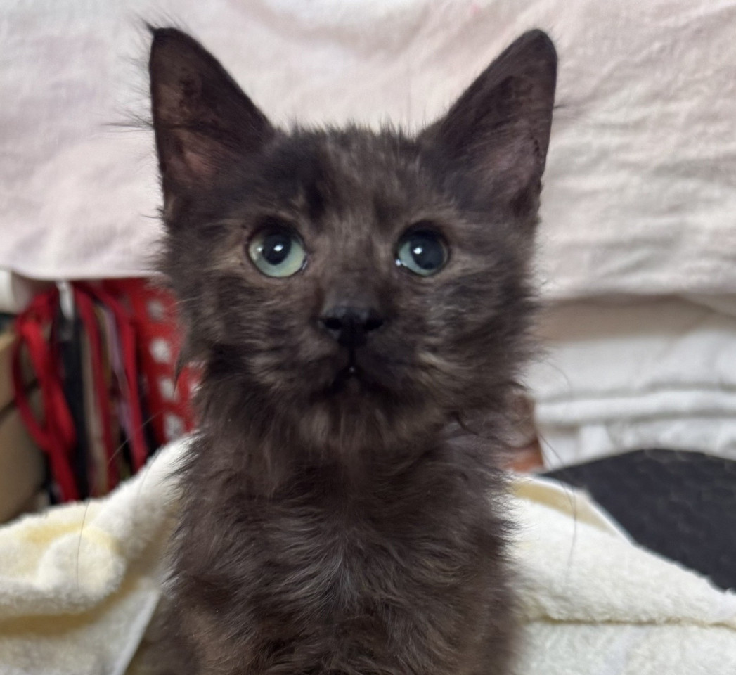 譲渡会参加★黒スモークの女の子