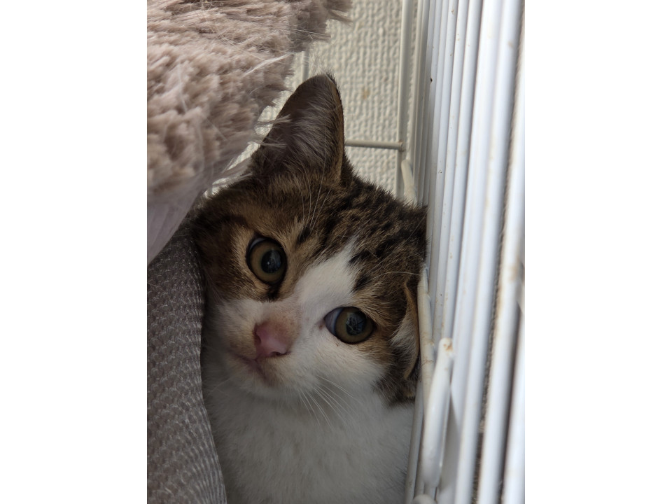 可愛いキジシロ子猫