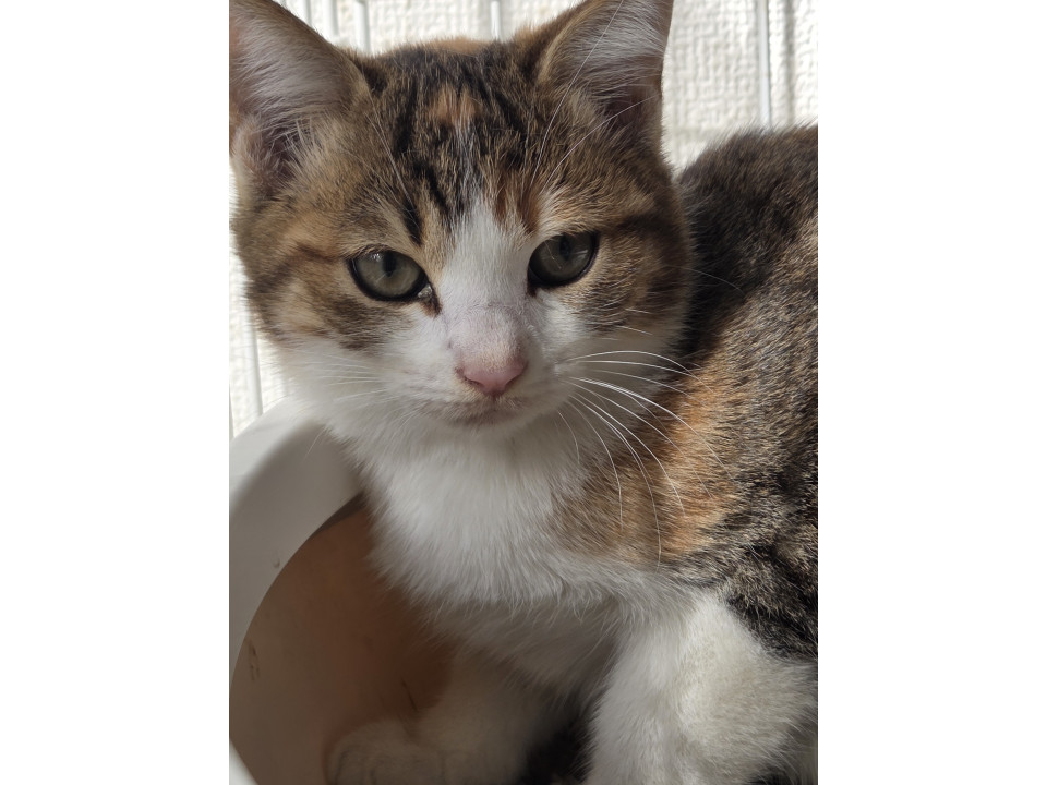 可愛いミケトラ子猫