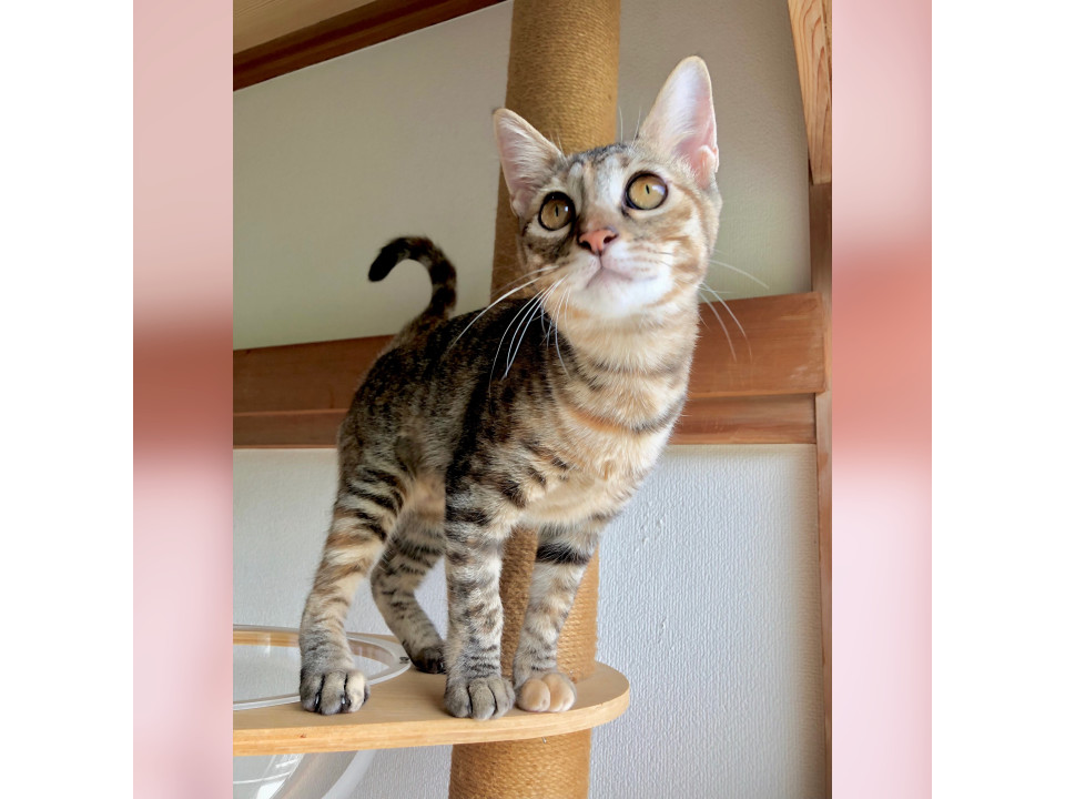 11/2(日)譲渡会お見合い可能