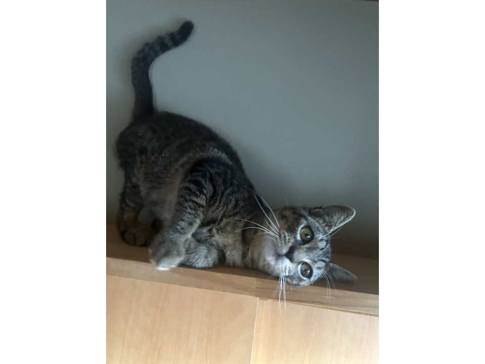 お膝好きなローズちゃん