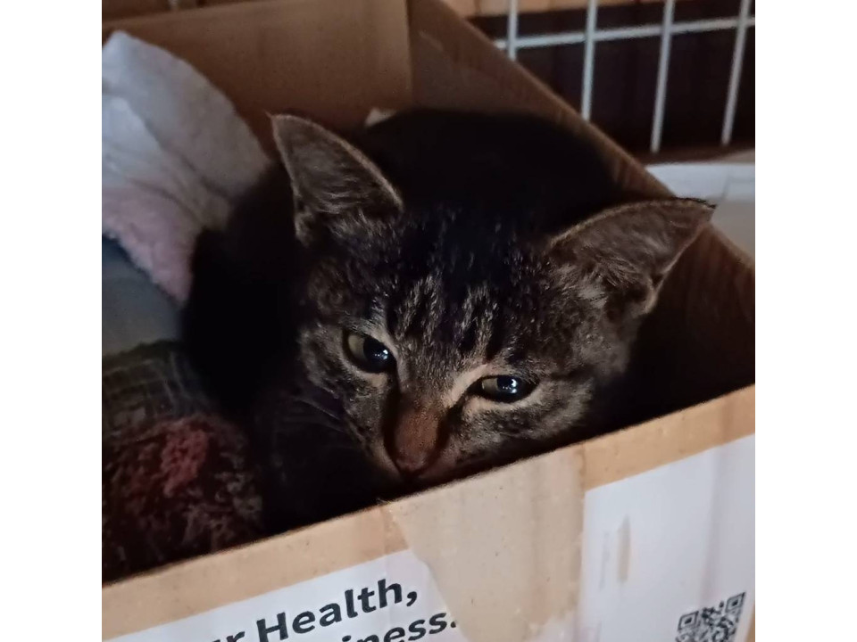 急募‼️推定3ヶ月の保護猫