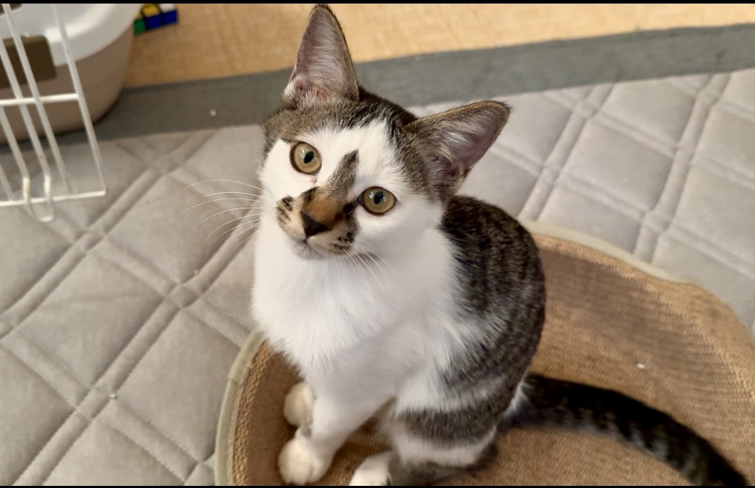 鼻の模様が可愛いキジ白の女の子