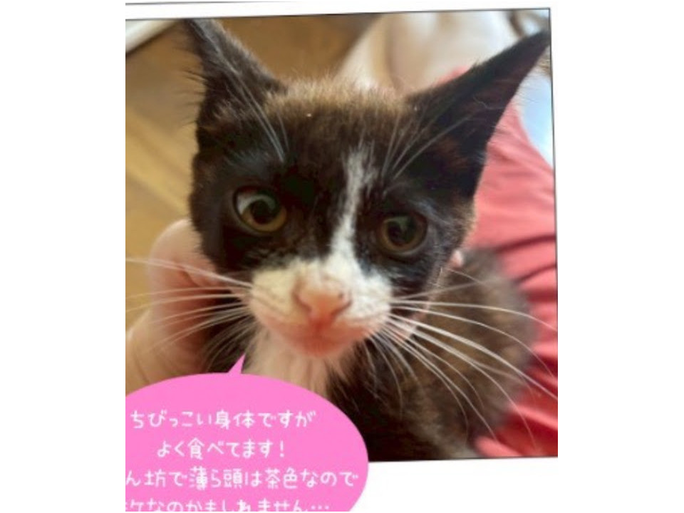 11/9地域猫活動団体ウイング譲渡会