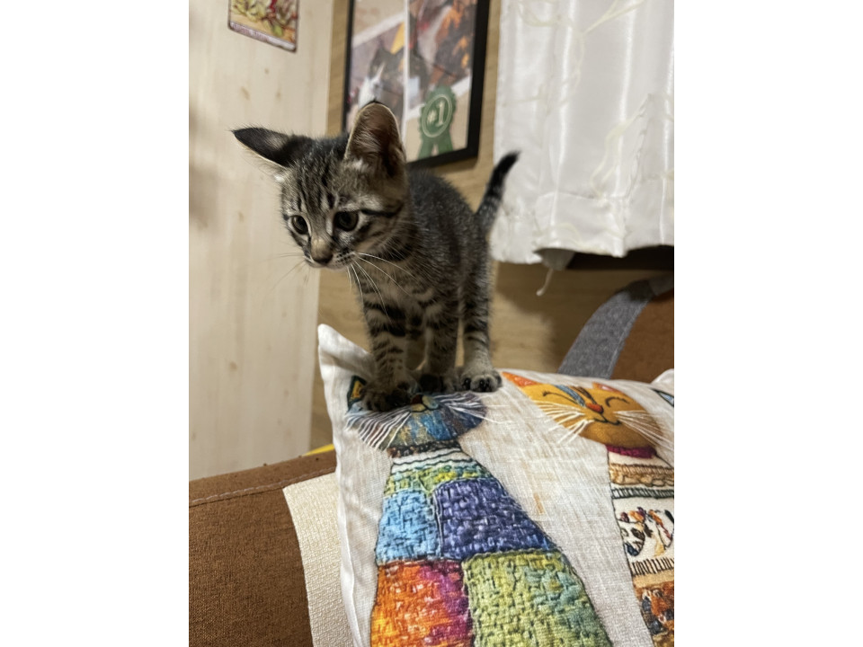 元気なキジトラ猫