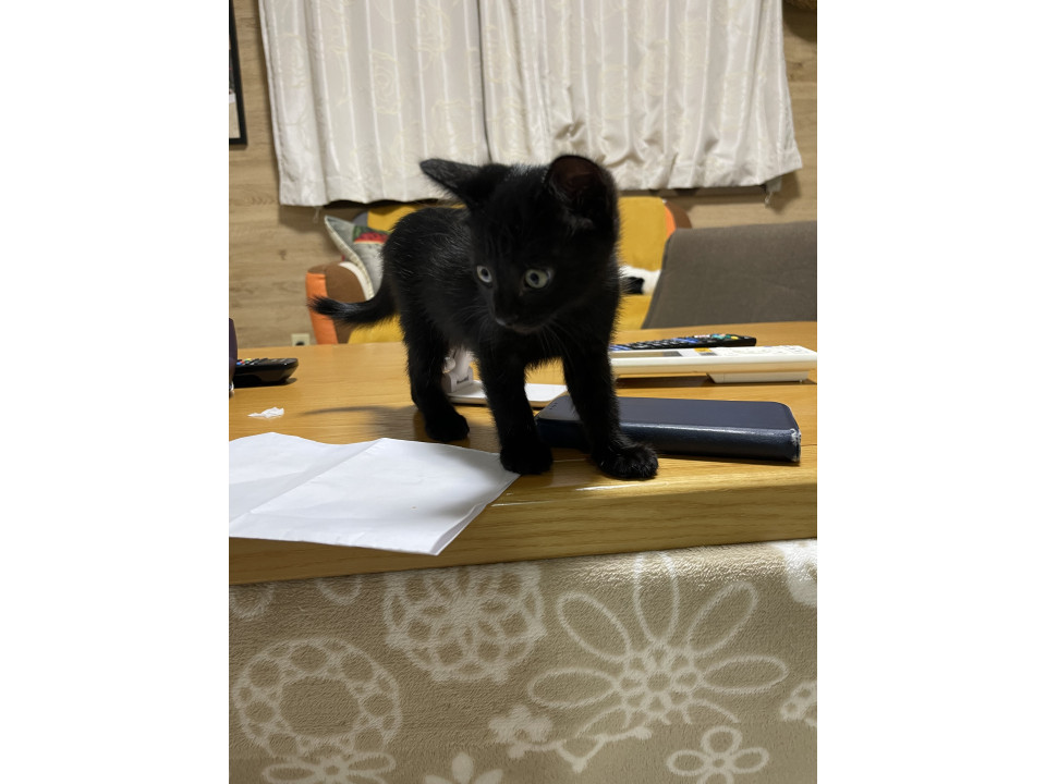 元気な黒猫