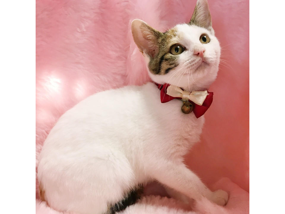 和風三毛『あんみつちゃん』3カ月