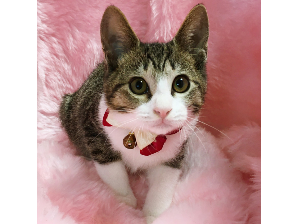 耳が大きい!ウサギみたいな『ぴょんすけ』