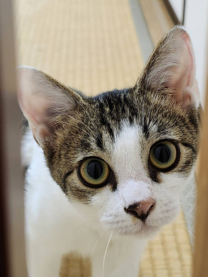 譲渡会参加⭐︎動画あり優しいキジ白くん