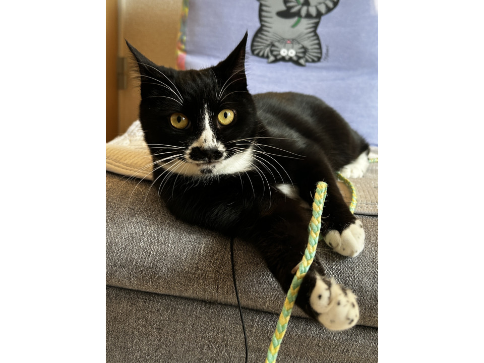 好奇心旺盛！ちょびひげくん