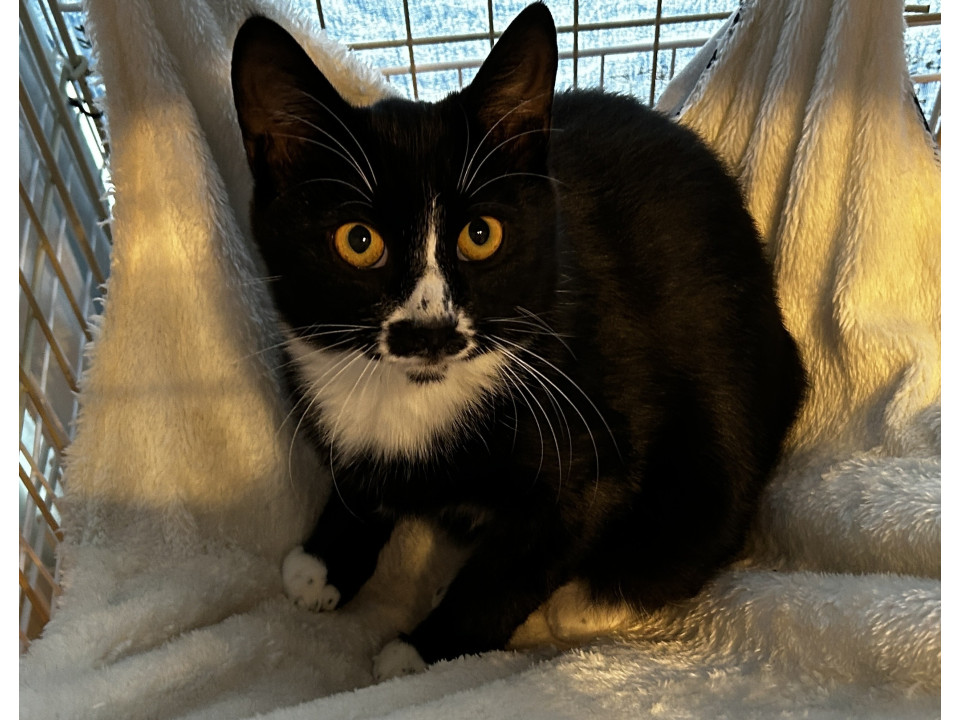 好奇心旺盛!ちょびひげくん